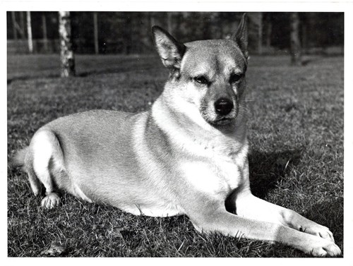 Vintage tierfoto 1940er - vintage,