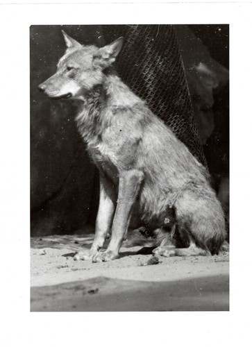 Originalfoto wolf vintage - wolf, |